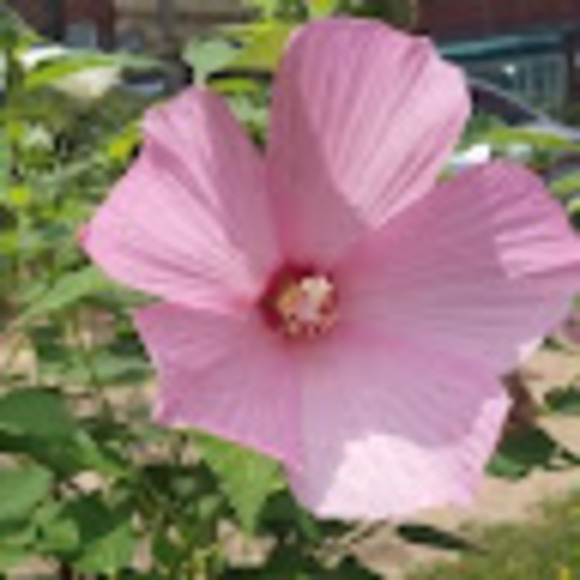 Meet your Posher, Jeileen - Picture 1 of 1